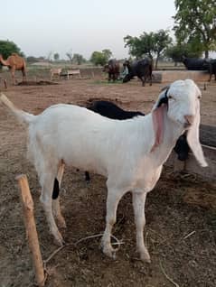 Desi Bakra for sale