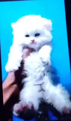 Persian cat for sale male or female my WhatsApp 03350719681