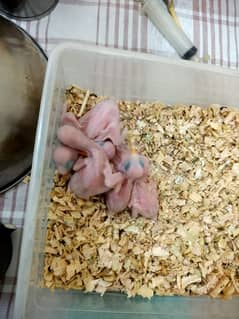 Green ringneck and Raw chick available