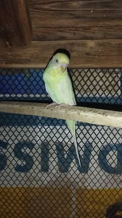 Australian red eyes parrots breeder pair for sale