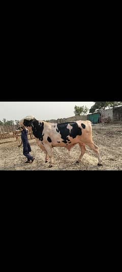 Bachra For Sale
