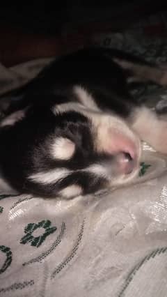 Siberian husky puppy