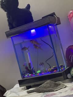 7 fish and Equram
