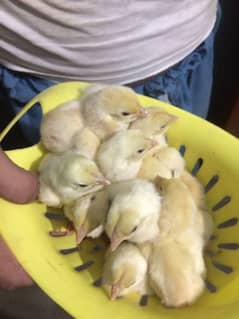 shamo Chris ophlo breed chiks available