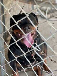 Rottweiler
