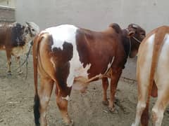 Bulls Available for EID 2K25.