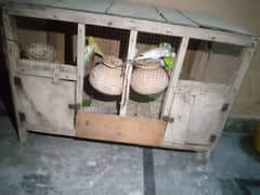 budgies breeder pair with cage