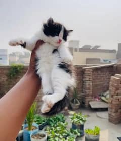 Persian cat for sale sale female 0329/35/56/132/