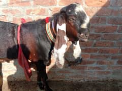 pure Desi nagra male age 2 dant