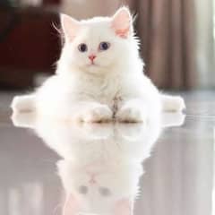 PERSIAN KITTENS CUTE AND FRIENDLY AVAILABLE FOR SALE Contact Me