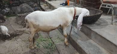 Larkana Dumba