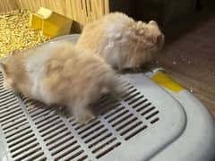 Hamsters available