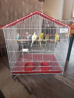 Australian Parrots for sale in sargodha . .
