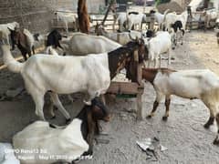 Qurbani bakry 2025 available