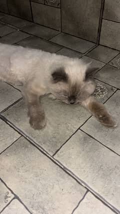 Birman cat pair