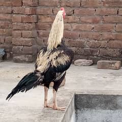 Jawa Mianwali Aseel
