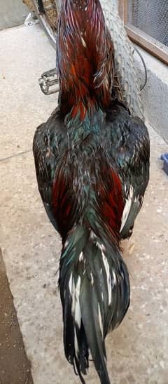 Pure Lakha Mushka Aseel Murga And Pure Heeri Murgi For Sale.
