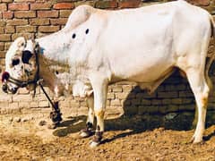 Qurbani