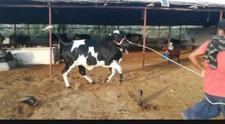 Black ablak bachra for sale