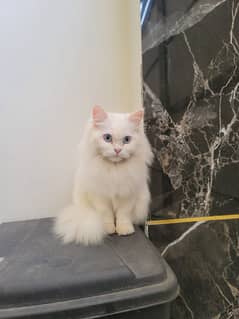 Cat care