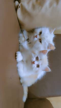Persian Cats for sale in Okara