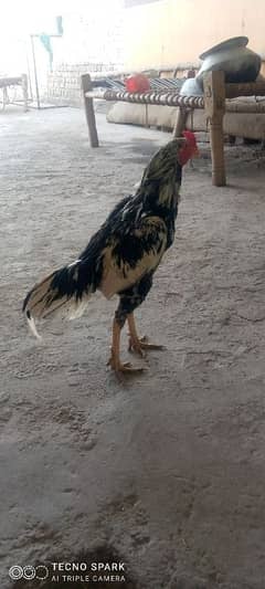 for sale