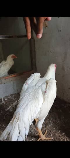 white shamo,king shamo,shamoo