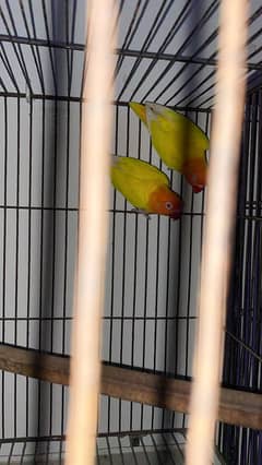 Love Bird