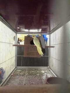 Granted breeder female average 5 chicks with prove available