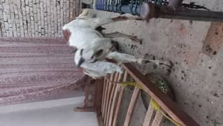 Got For Sell For Qurbani