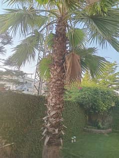 Pine tree.