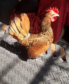 sebright hen pair ready for egg laying