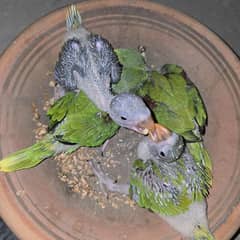 green parrot chicks