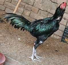 Thai aseel fertile eggs