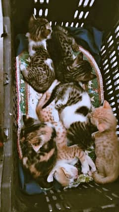 2 months old adorable kittens