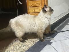 siamese male for sale