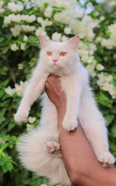 White female cat