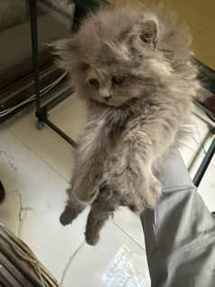 Persian cat for sale