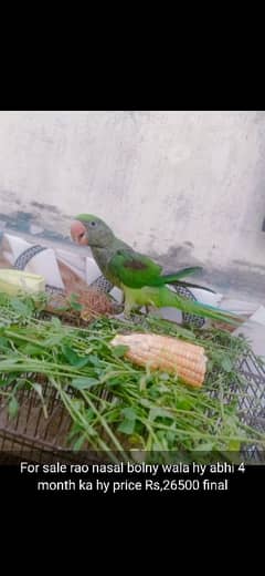 hand train hy 4 month ka hy price 26500