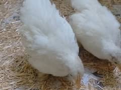 white bantam, white buff ,Americana ,milli flower and  Japanese chicks
