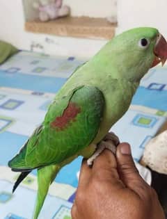Kashmiri Raw parrot for sale