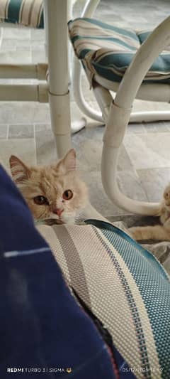 Male stud cat for sale