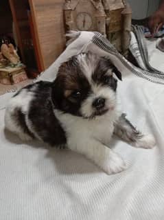 SHIH TZU