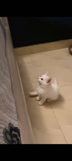 Persian kitten