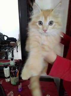 Persian male kitten for sale