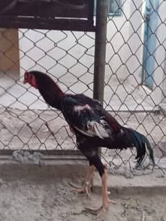 shamo
