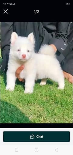 Russian puppy dog