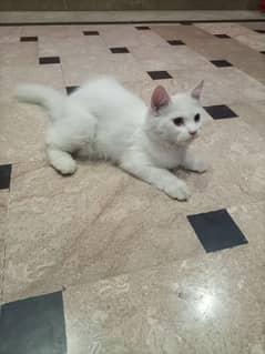 Persian Male Kitten for Sale