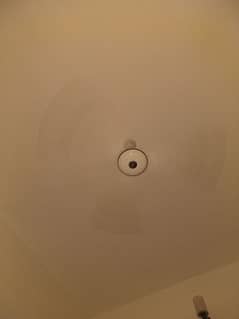 Royal fan for sale