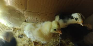 polish chicks